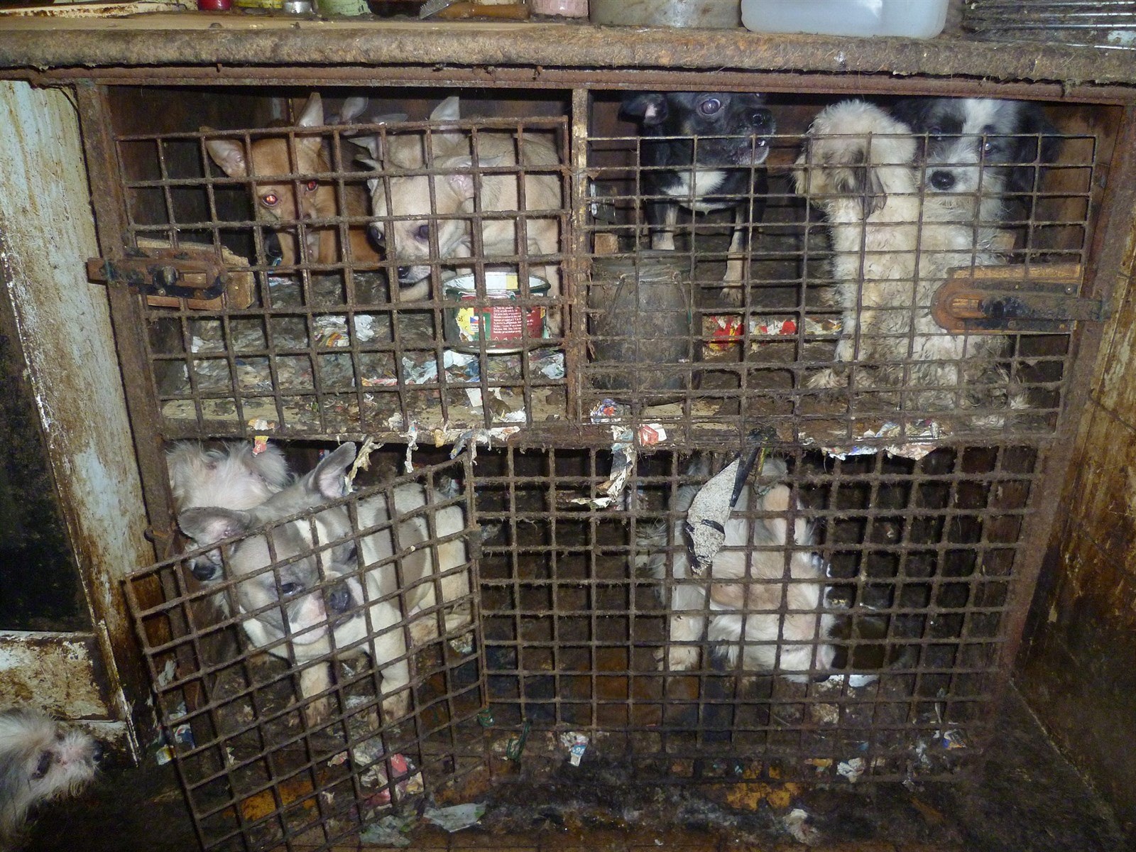 Foto: The Czech National Veterinary Administration (SVS)