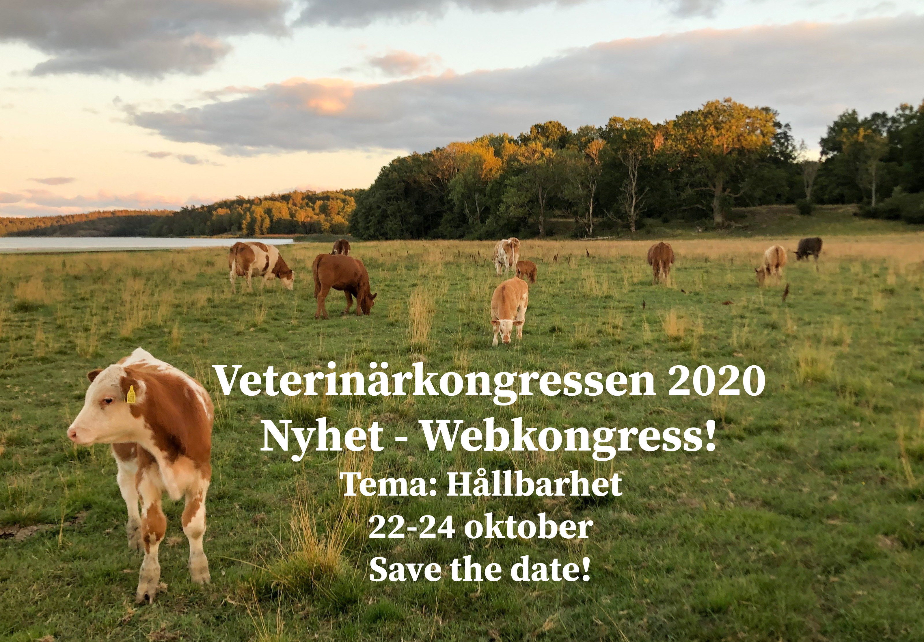 Vet.Kongressen 2020