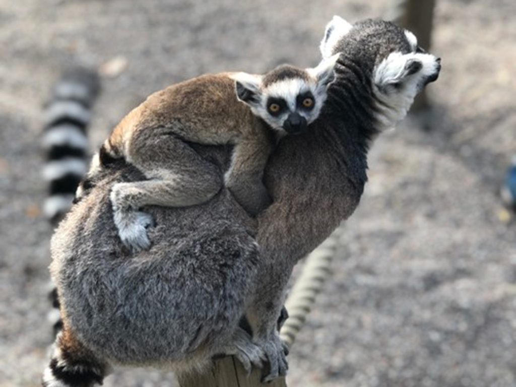 Lemur760x480